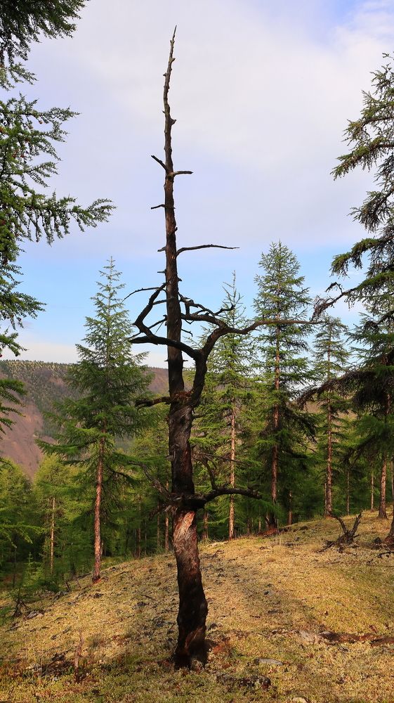 Photograph by Михаил Панфилов