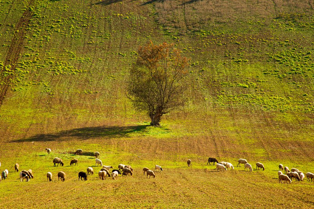Photograph by seyed mostafa yousefi