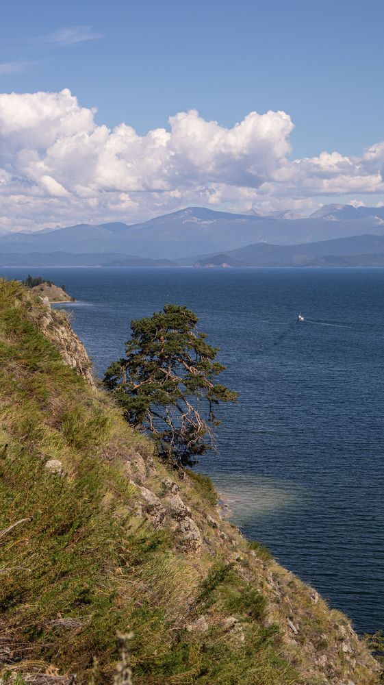 И на горах растут деревья