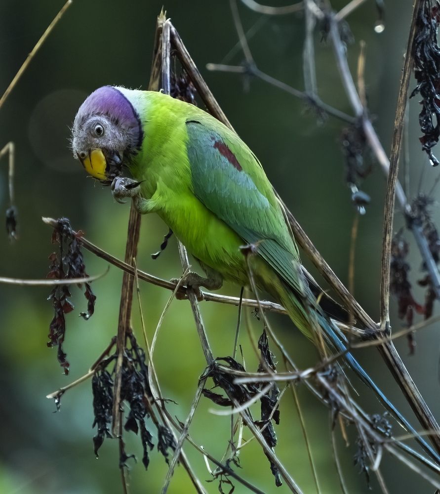 Photograph by HEMAMALI GUNASEKARA