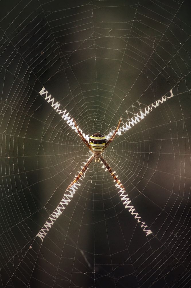 Фотография автора Washiful Majid