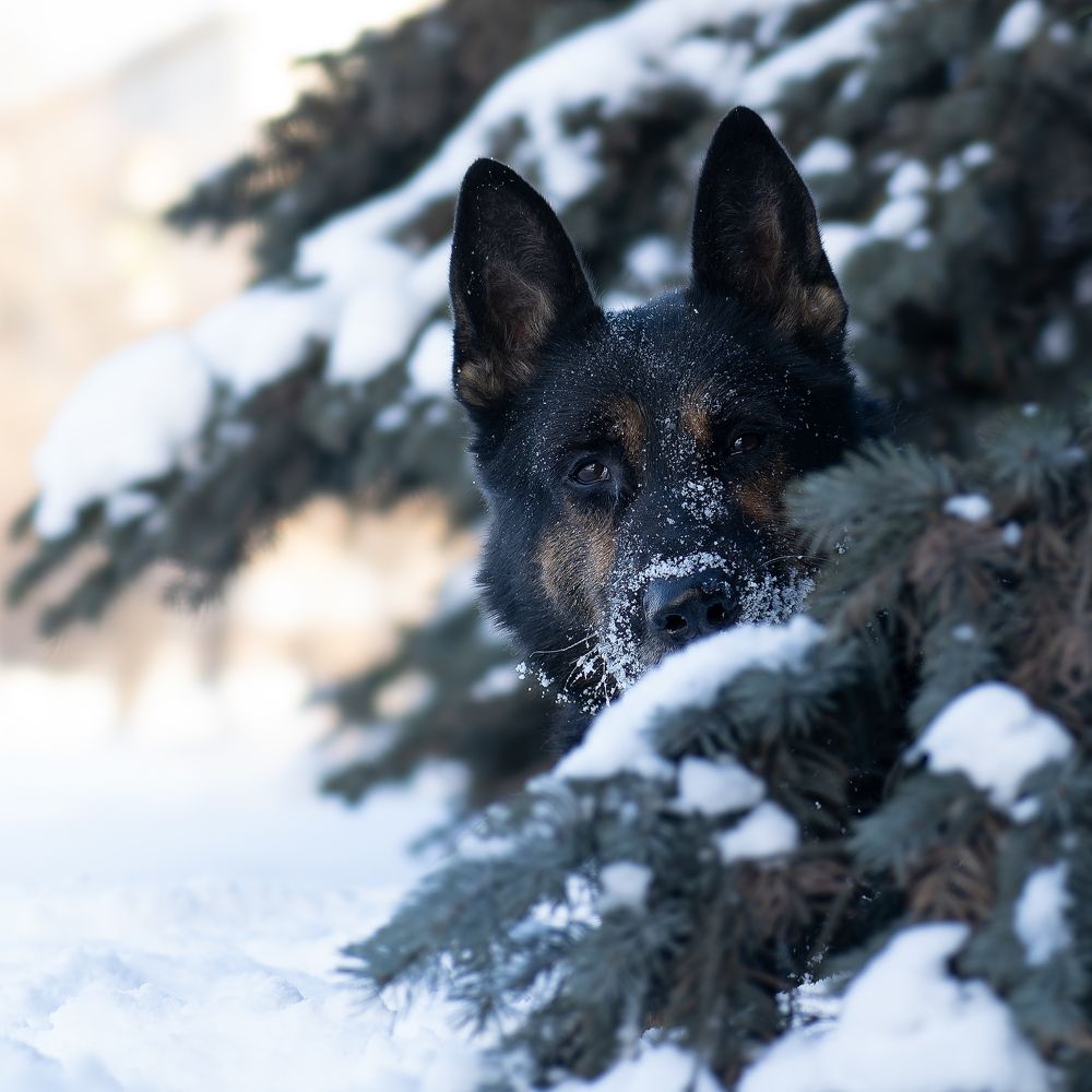 Мой ласковый зверь