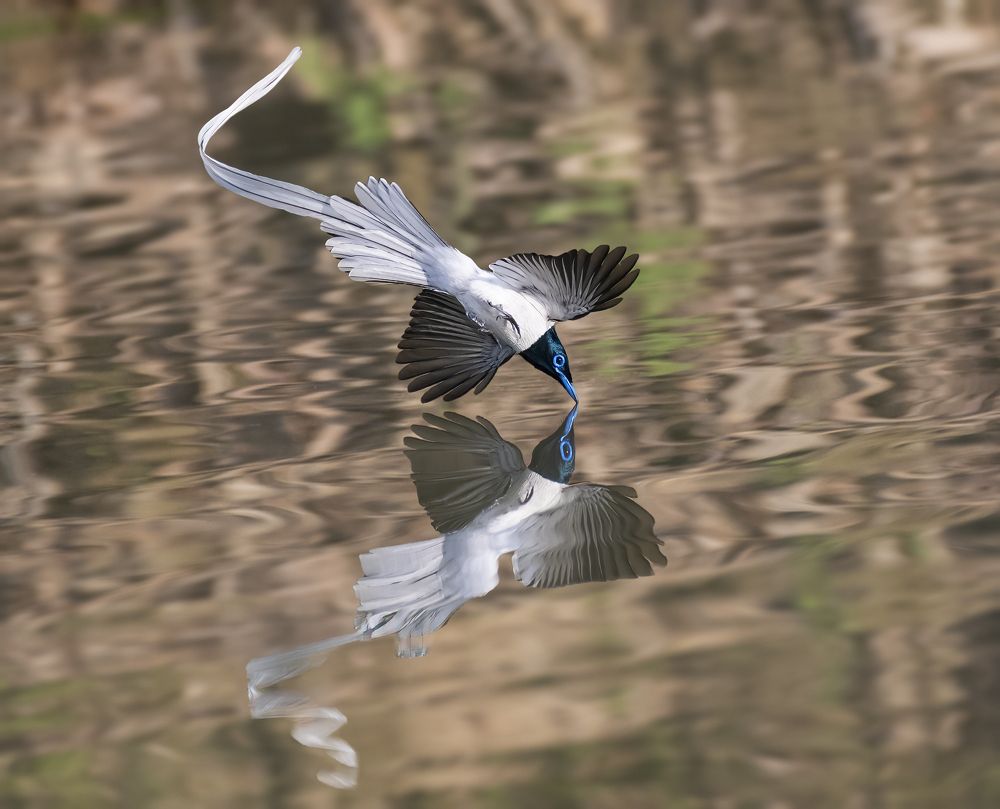Indian_ paradise_ flycatcher