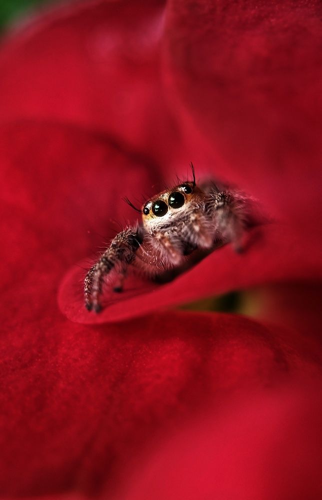 Photograph by Ankan De