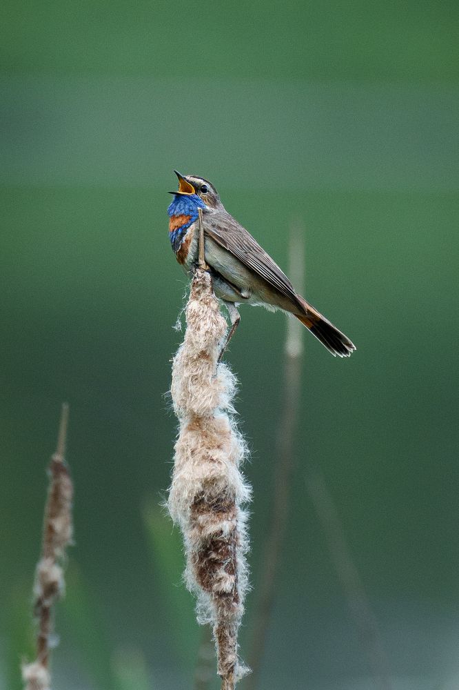 Photograph by Anton Alekseychik