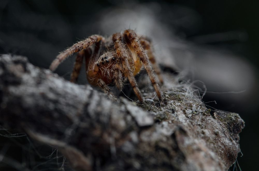 Photograph by Konstantin Shiryaev