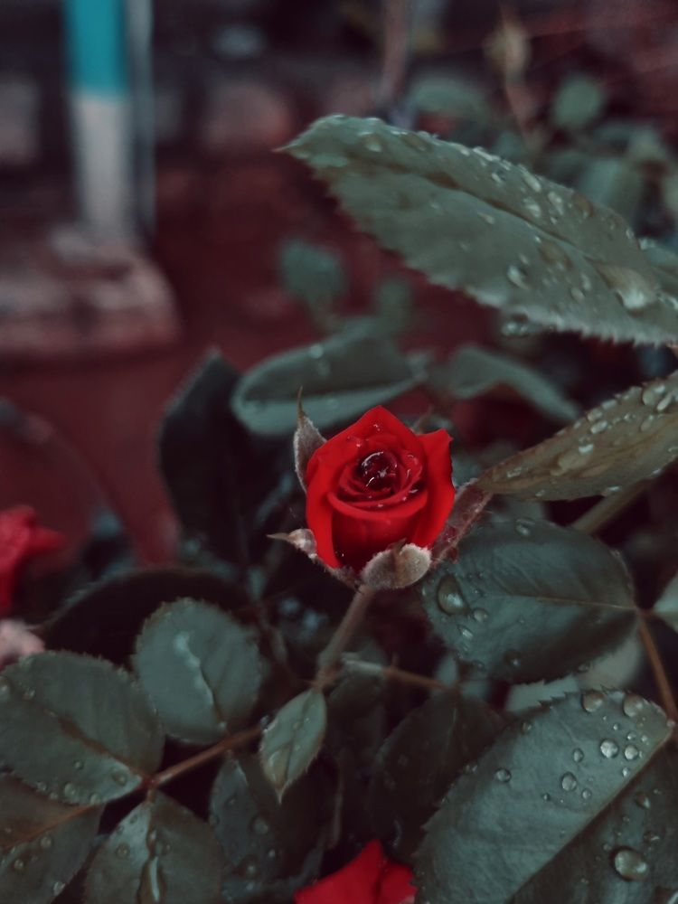 Photograph by Aravind M