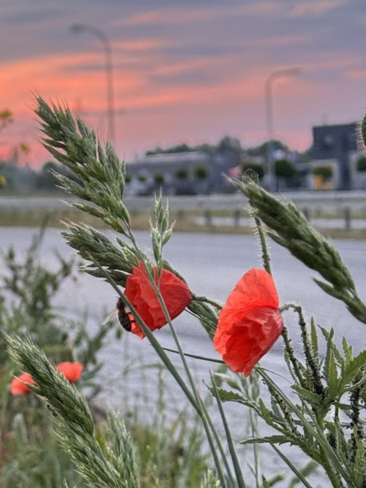 Photograph by Liudmila