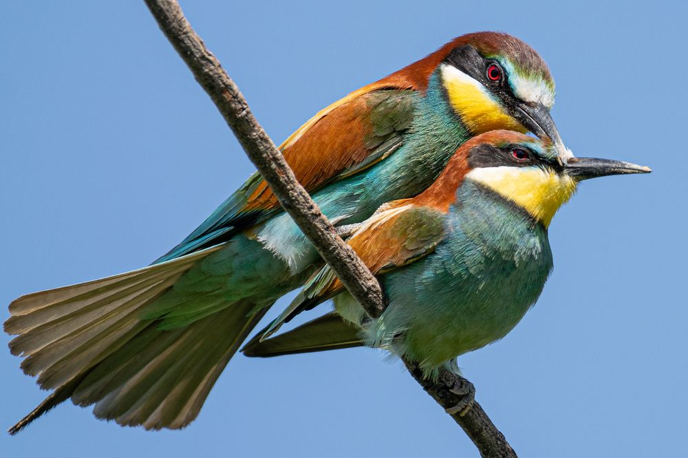 Фотография автора Алексей Савельев