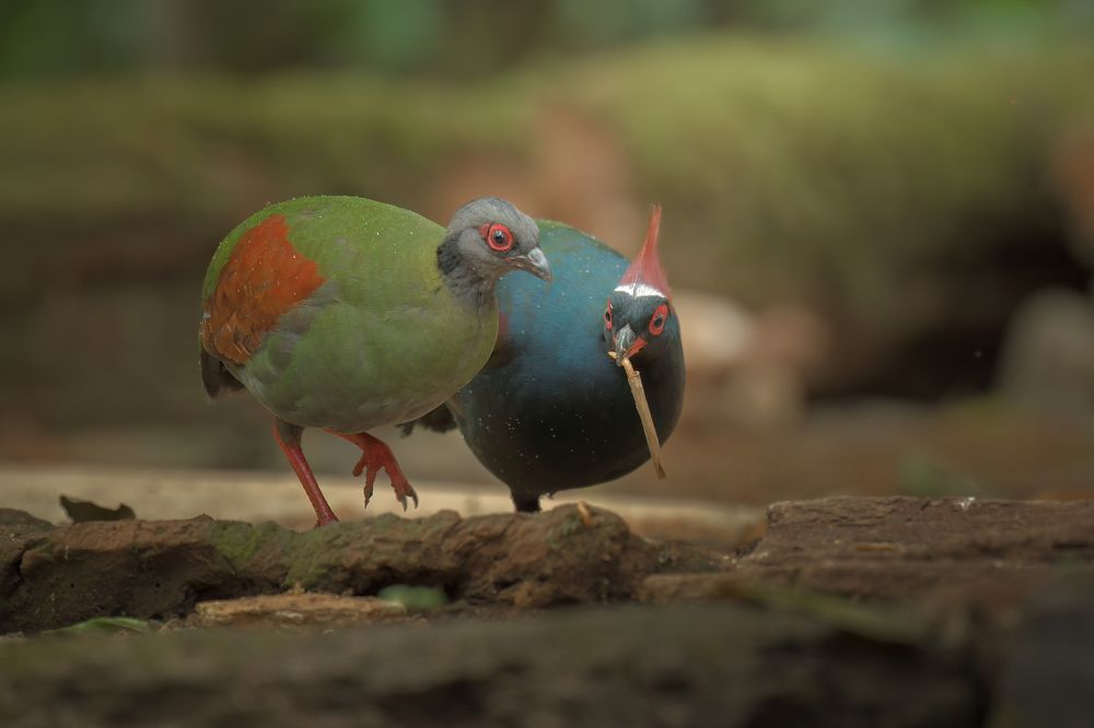 Photograph by Livines Annamalai