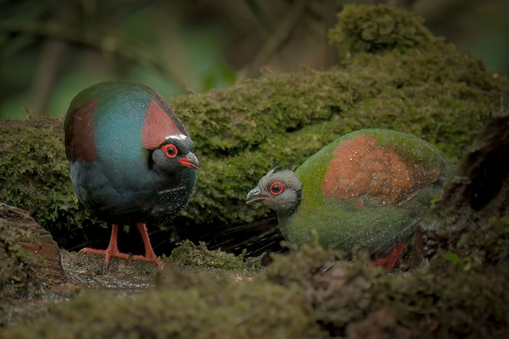 Photograph by Livines Annamalai