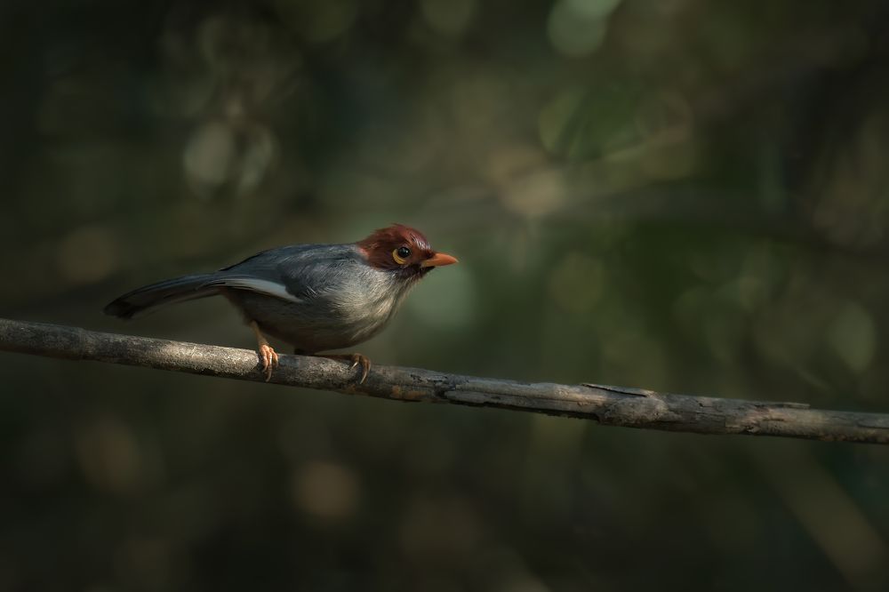 Photograph by Livines Annamalai