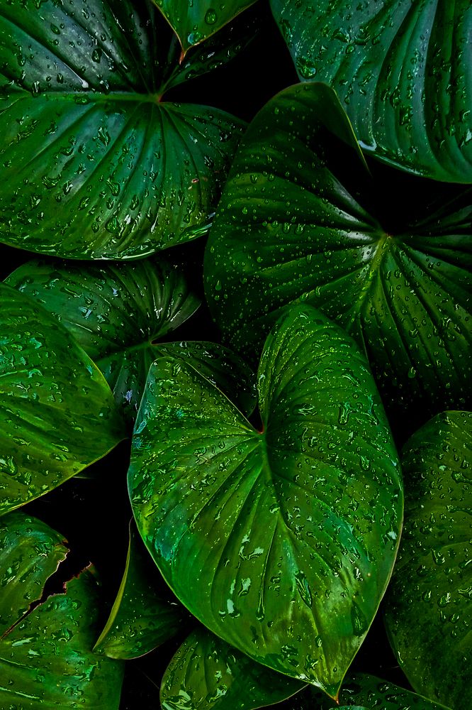 Photograph by Dhemmy Zeirifandi