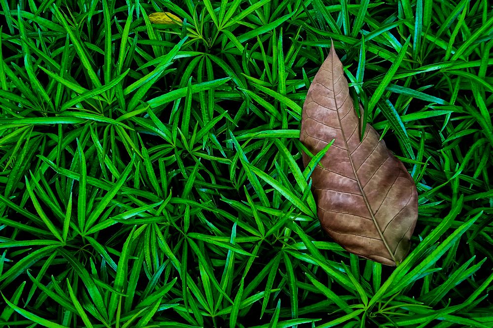 Photograph by Dhemmy Zeirifandi