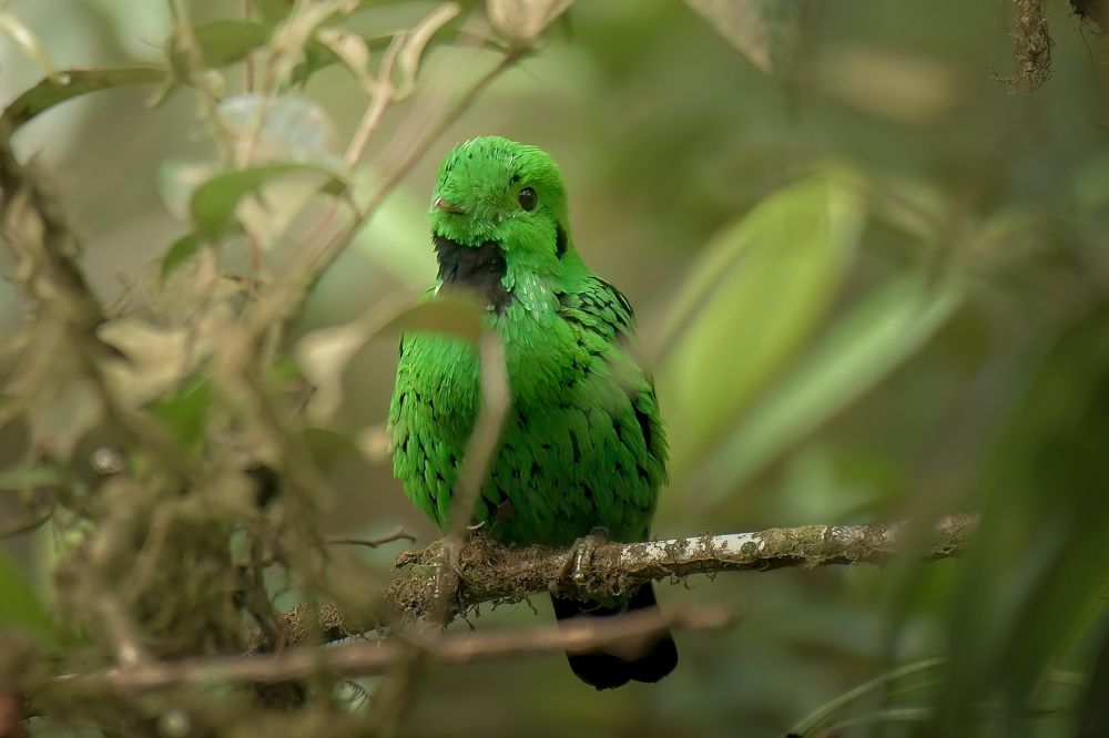 White Head's Broadbill Feeding