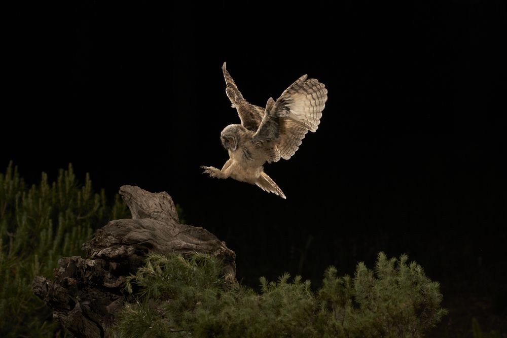 Búho chico (Asio otus)