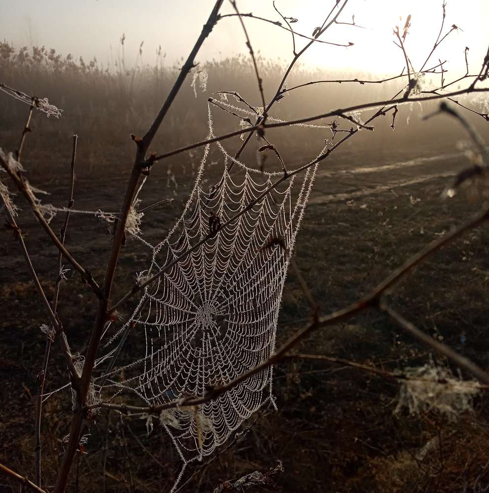 Photograph by Ольга Салтыкова