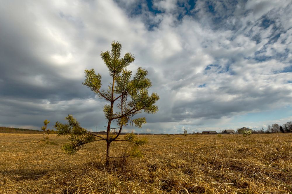 Молодая сосенка.