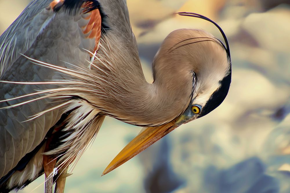 Great Blue Heron