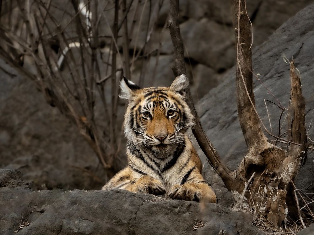 Photograph by Ashwani kasid