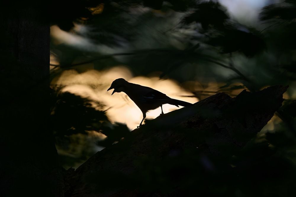 Photograph by Jiří Švestka