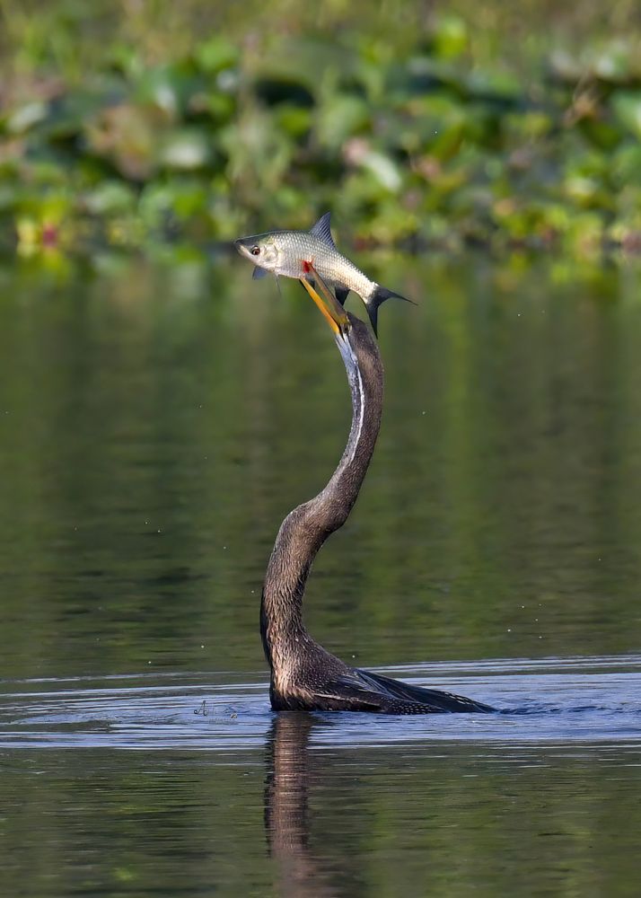 Photograph by Shahed Ahmed