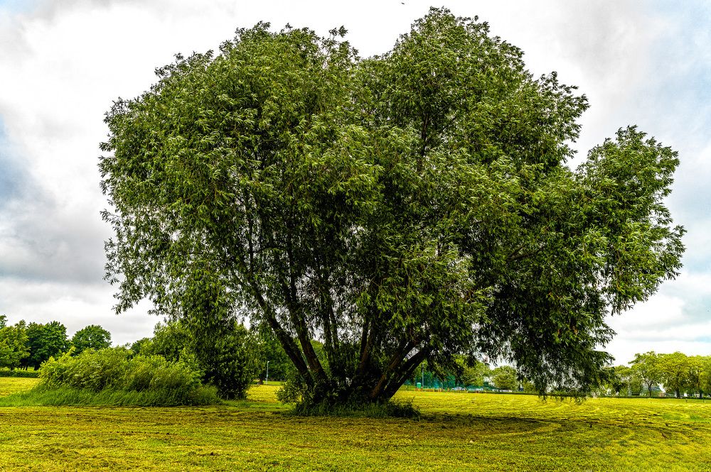 Фотография автора Леонид Соболев