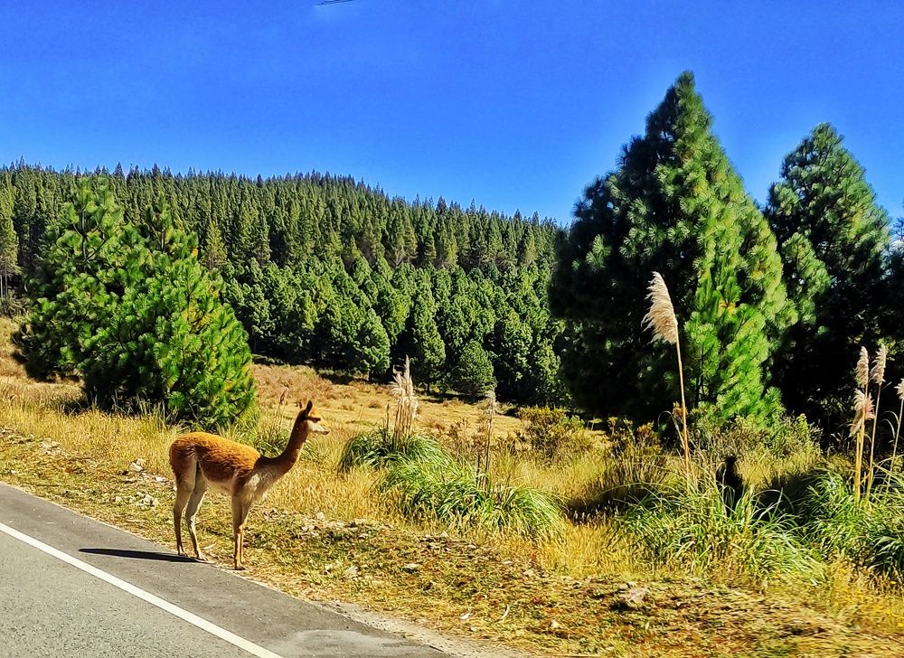 Photograph by Jorge Giol - El Caminante