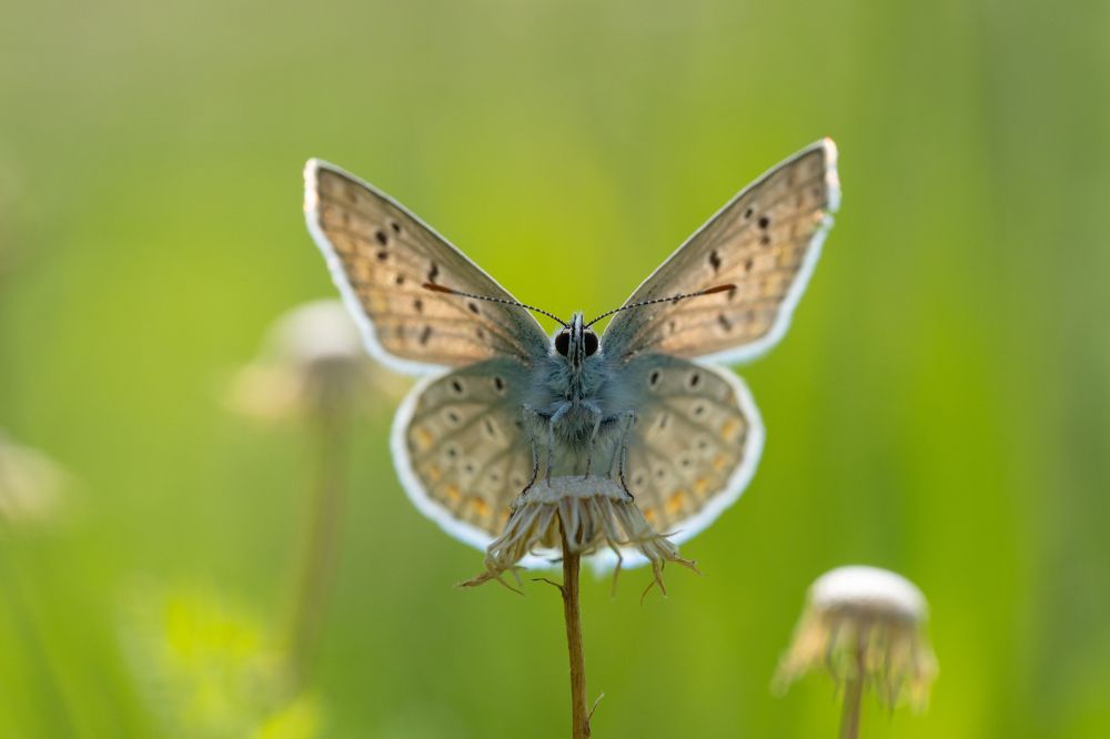 Photograph by Nazim Tetik