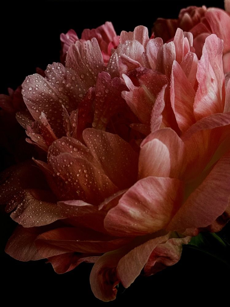 Photograph by Marianna Zakirova