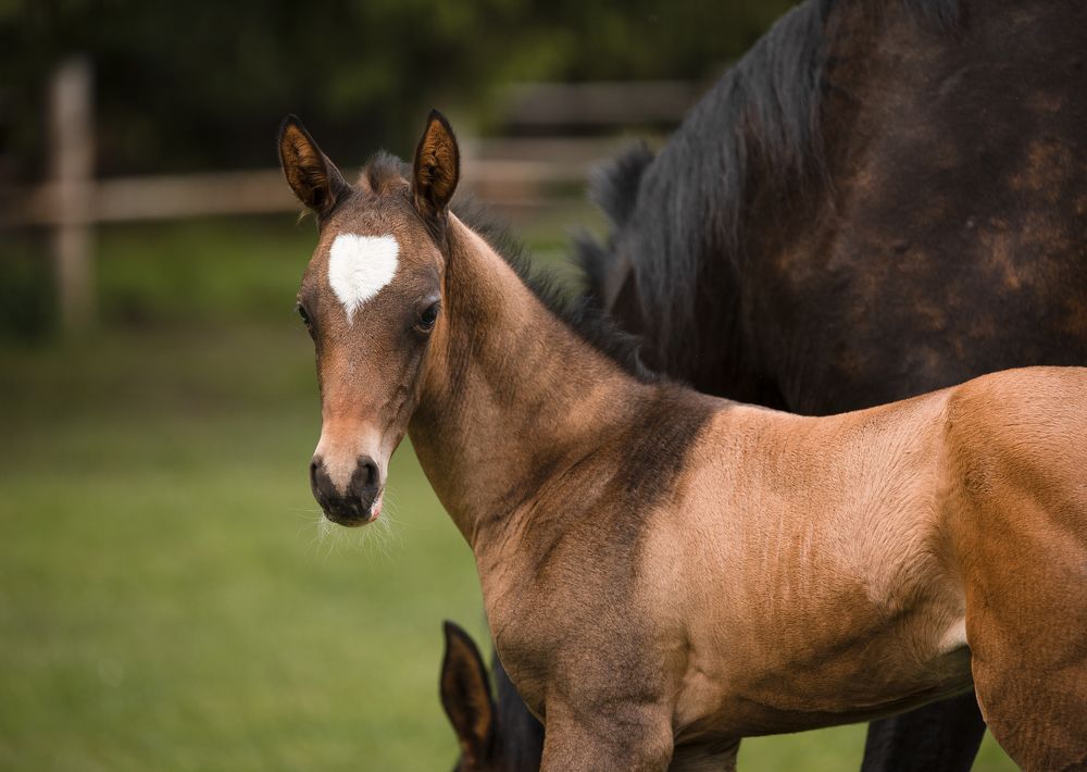 Photograph by Светлана Балабанова