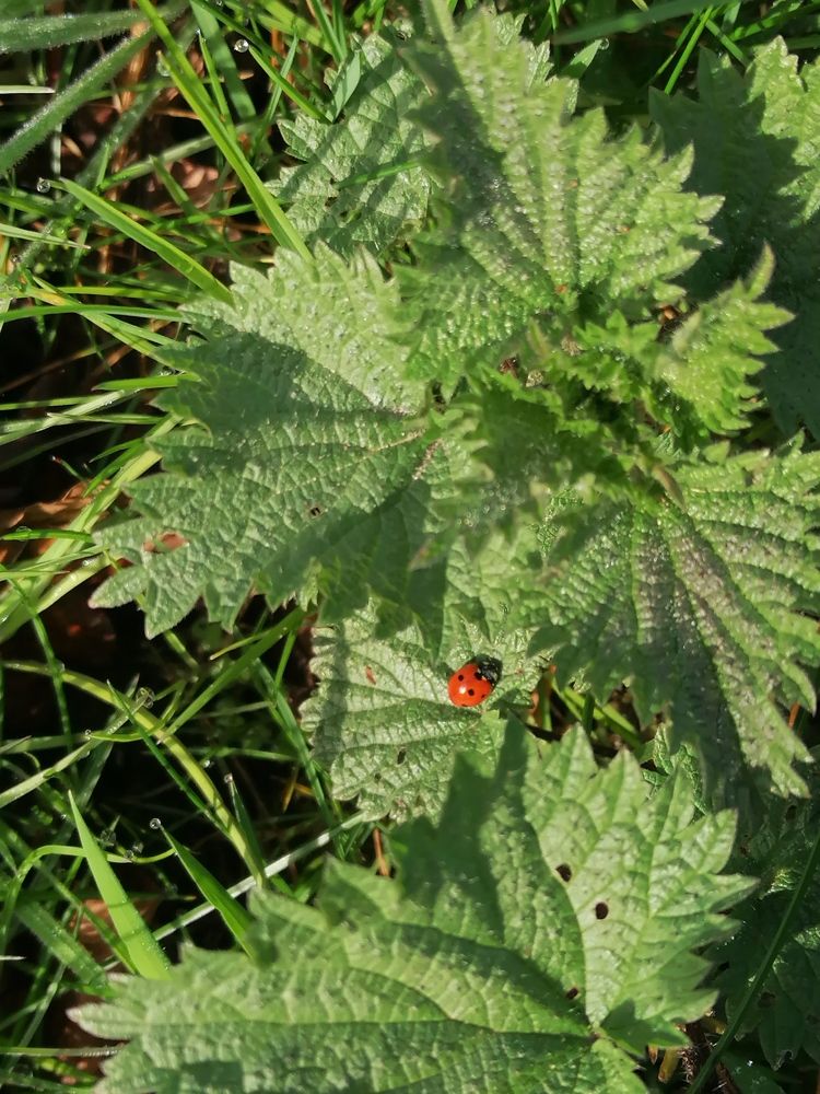 Ladybug in nettles