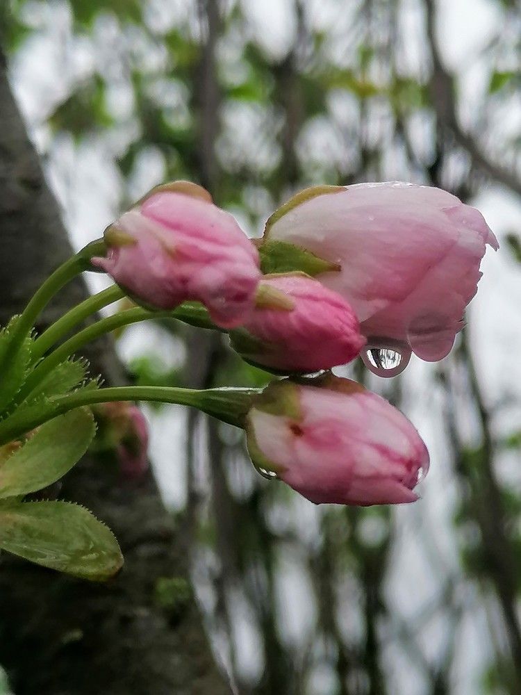Cherry blossoms after the rain