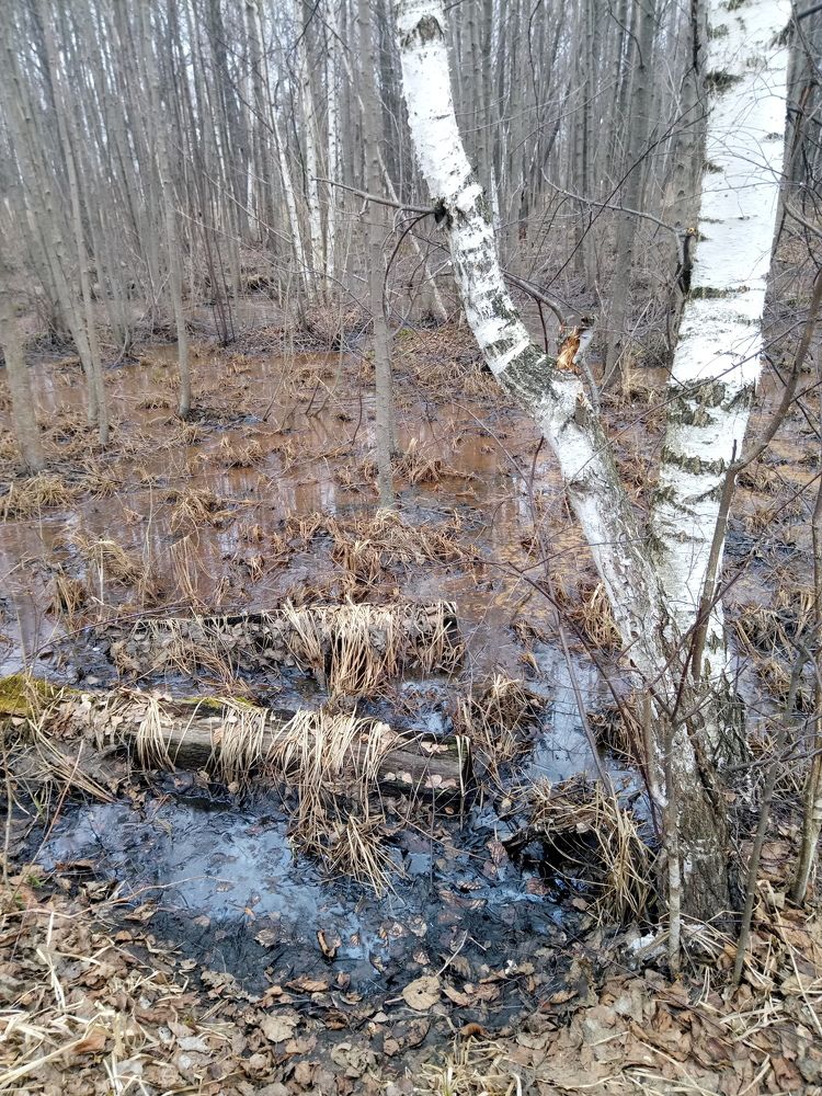Photo #10669734
