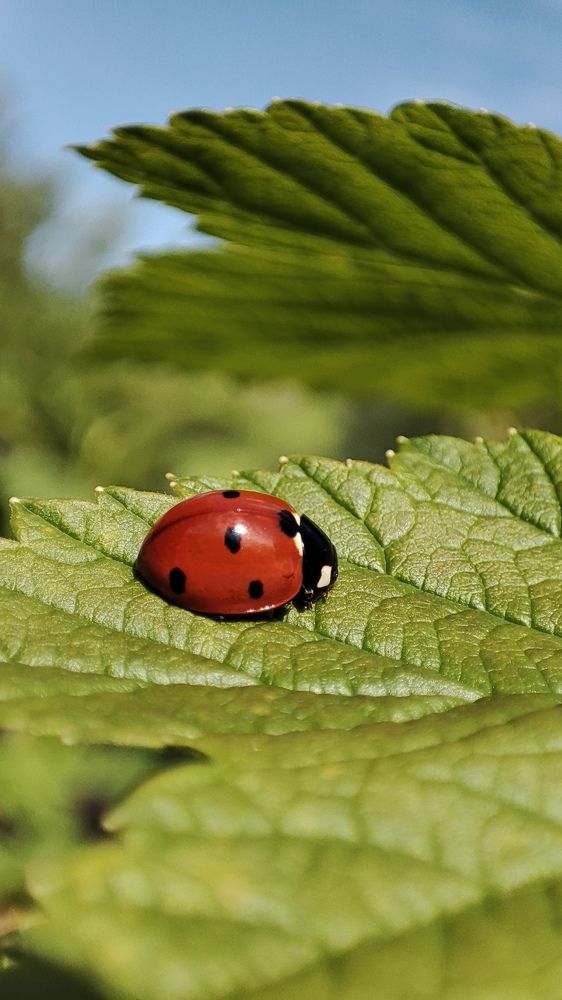 Photograph by Ангелина