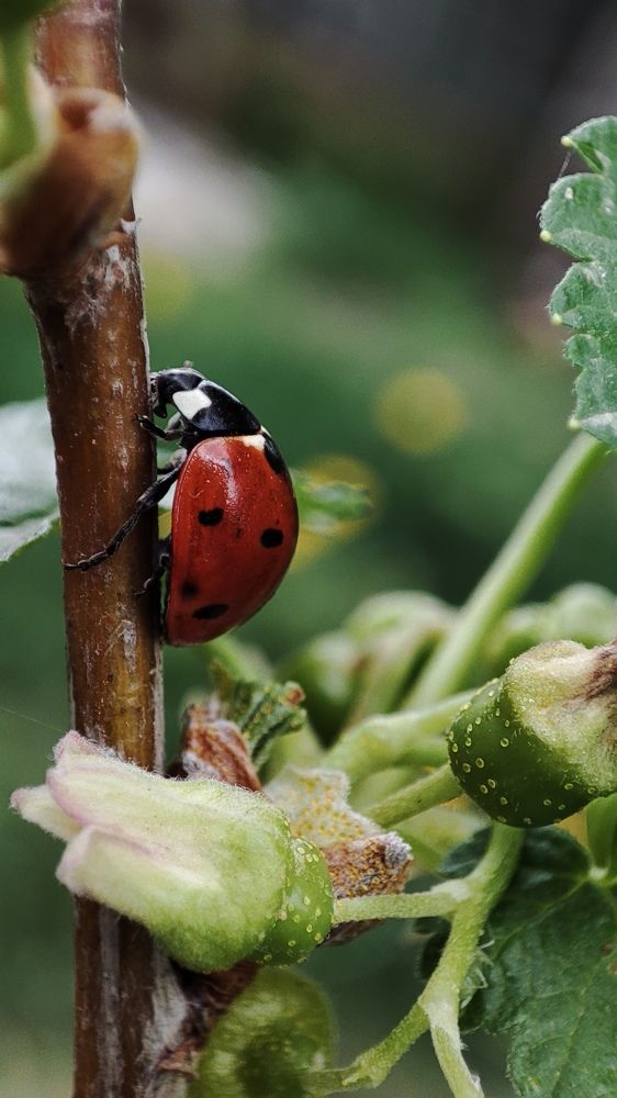 Photograph by Ангелина