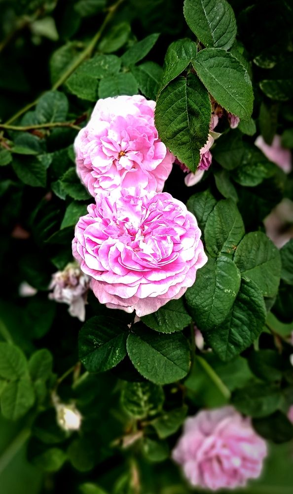 Photograph by Mishel Photographer