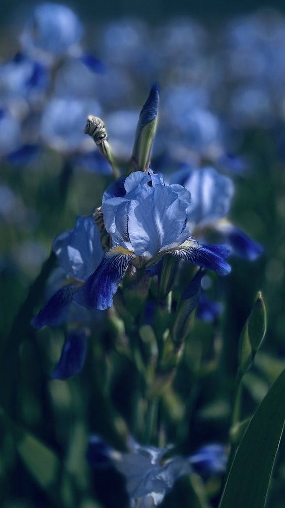 Photograph by Elena Budycheva