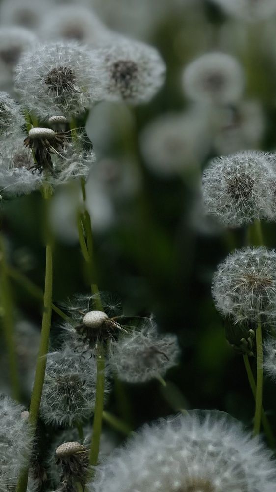 Photograph by Elena Budycheva