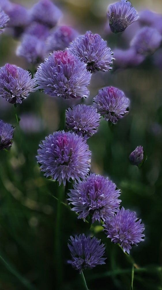 Photograph by Elena Budycheva