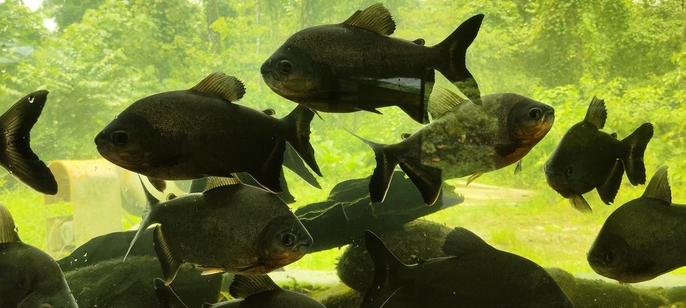 Photograph by Carlos Santiváñez