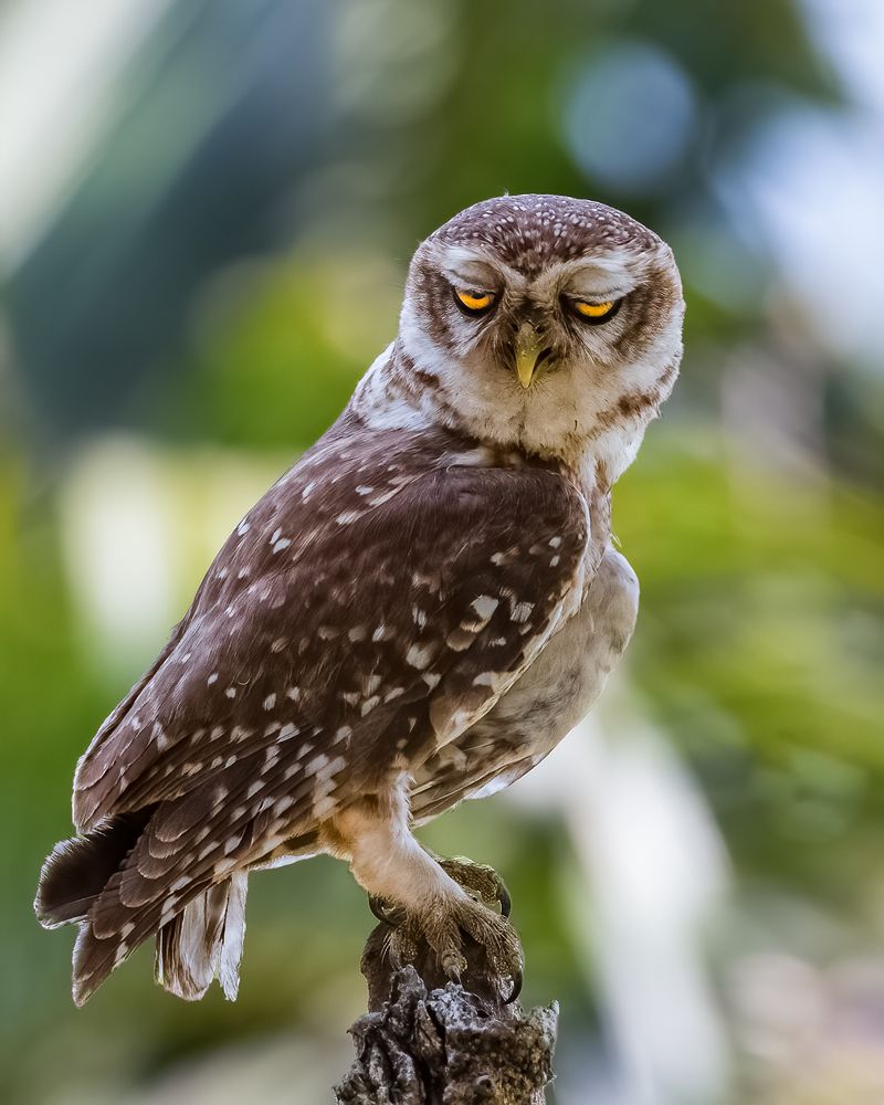 Фотография автора ISLAM SK RIYAJUL