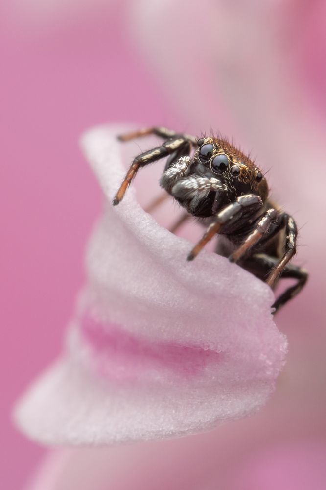 Фотография автора Krisztina Mácsai