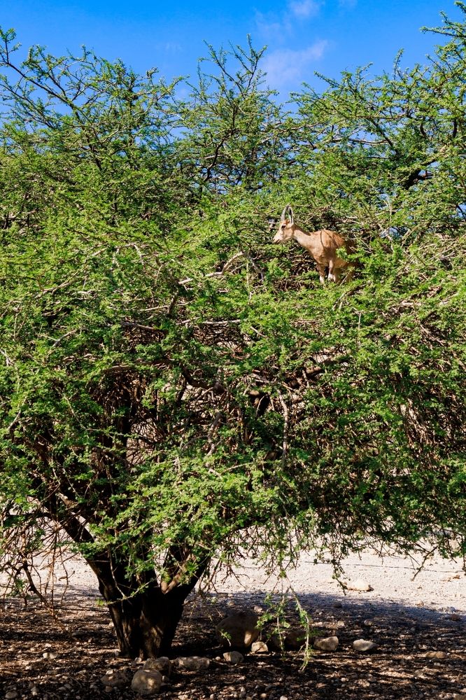 Фотография автора Sharone