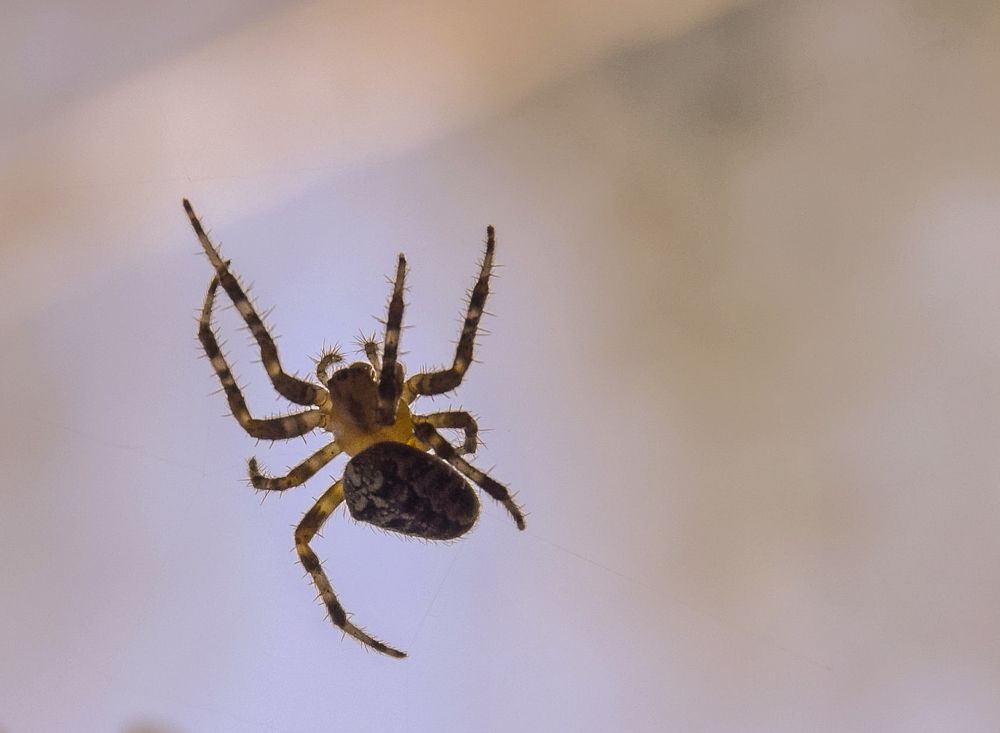 Фотография автора Альбина Хвастунова