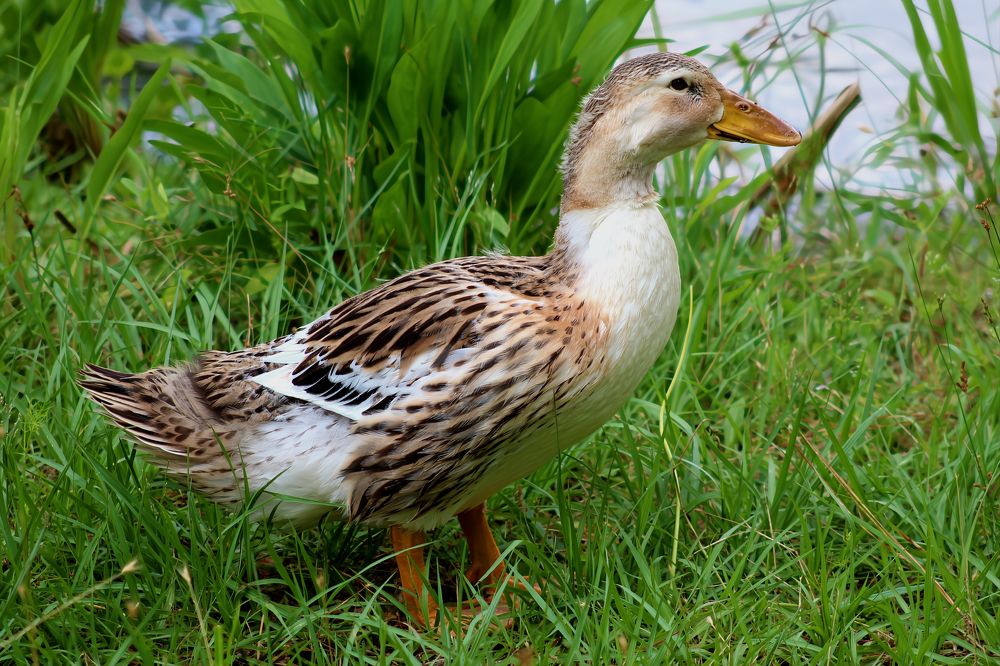 Appleyard Duck