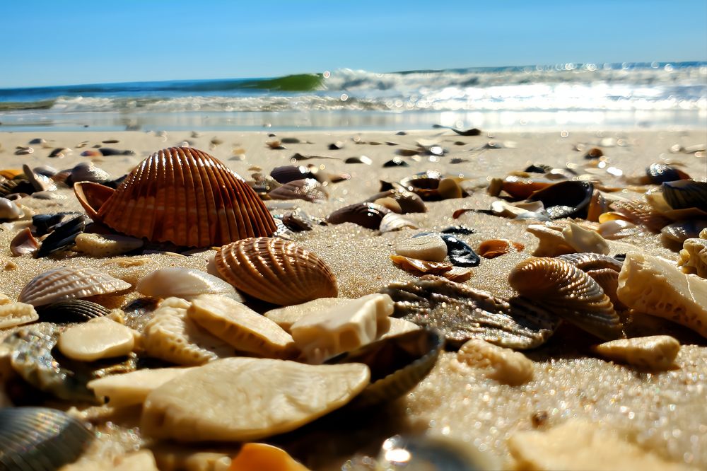 Seashells On The Seashore