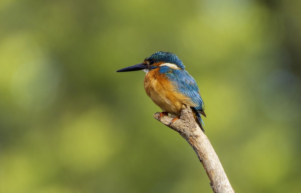 Kingfisher.