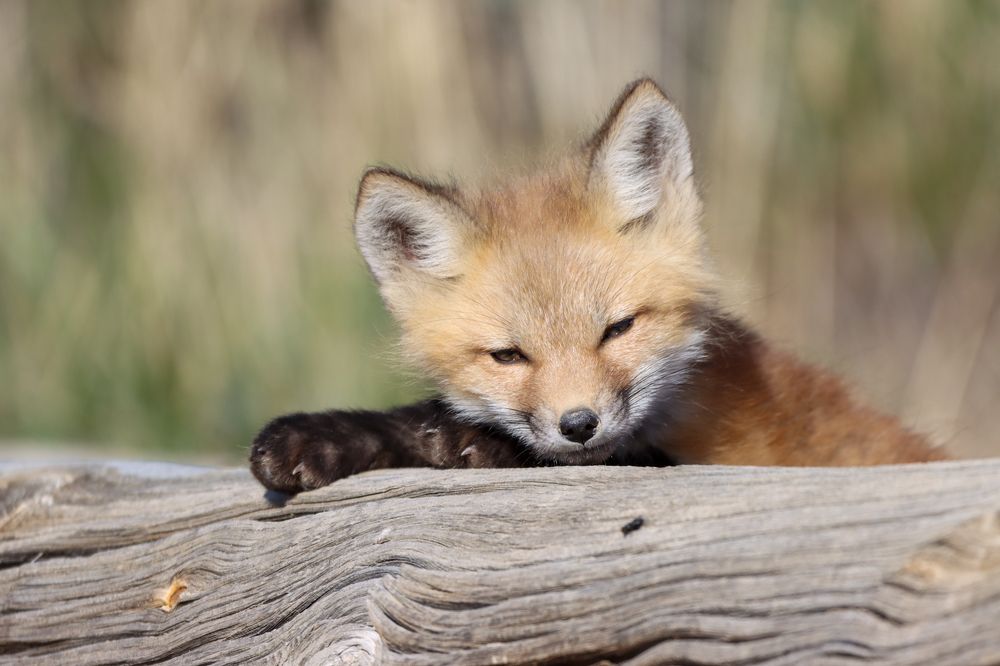 Photograph by Kristy Behnke