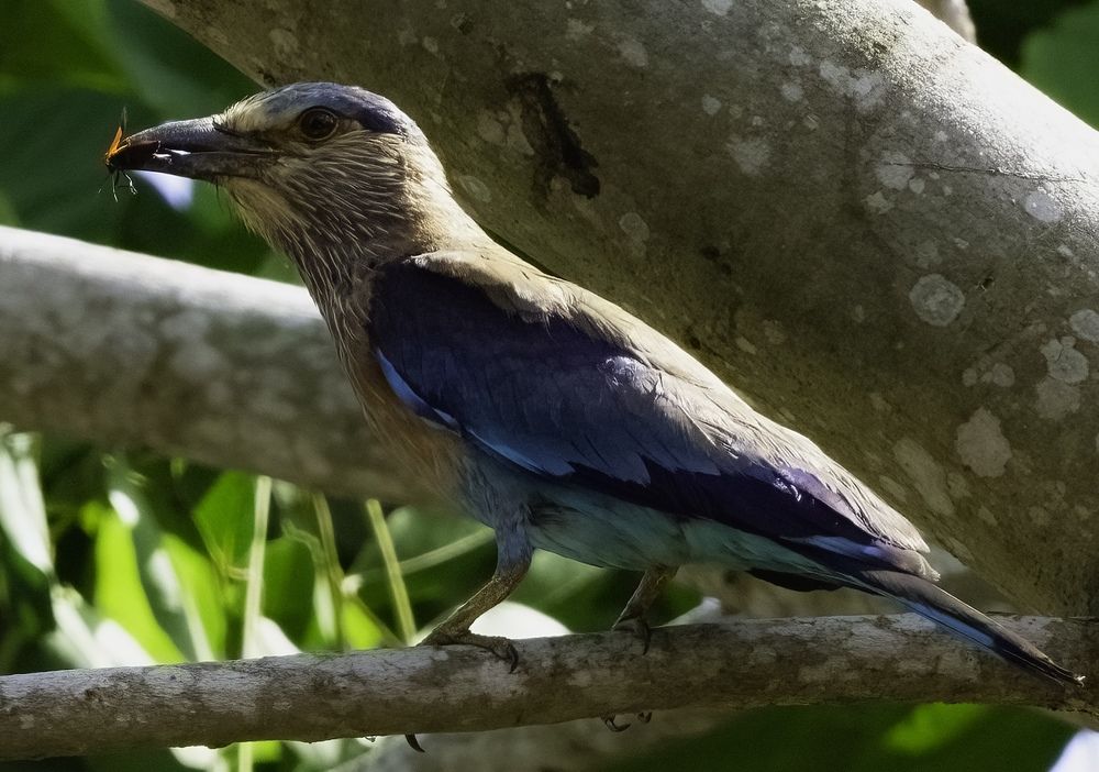 Photograph by HEMAMALI GUNASEKARA